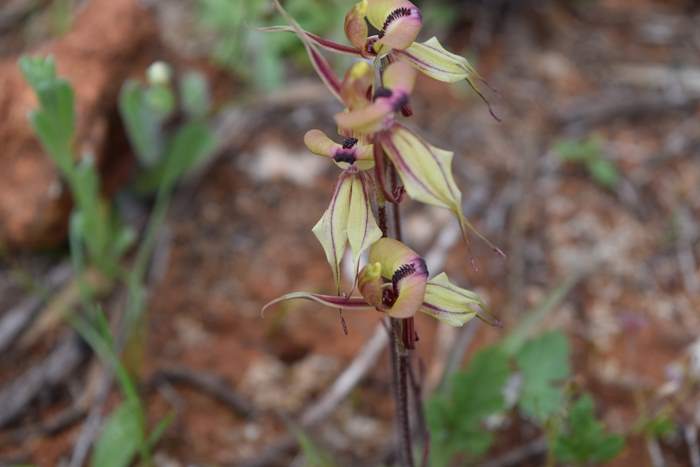 Caladenia cristata - Crested Spider Orchid-Sep-2018p0002.JPG